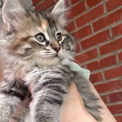 1 female VERY fluffy very playful 2 male grey haired stripped kittens Both very playful! They are po...