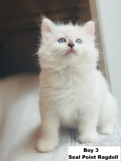 Health Certificated, Purebred Ragdoll kittens looking for home, View more
