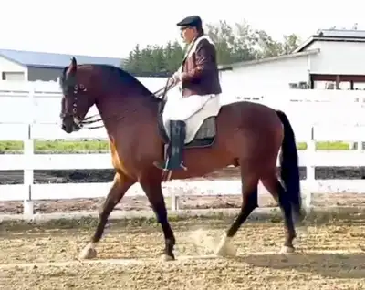 Regalo 2015 purebred Spanish horse gelding , View more