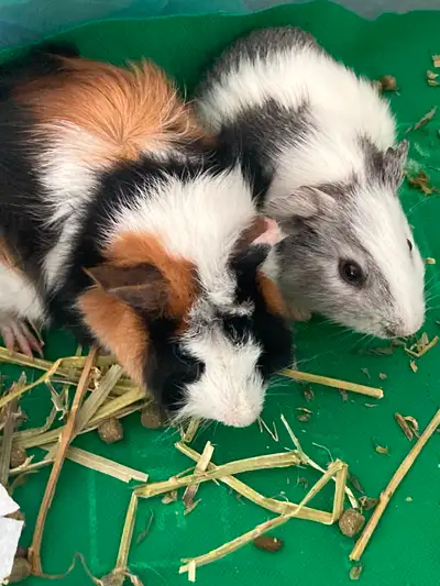 2 young male Guinea pigs, View more
