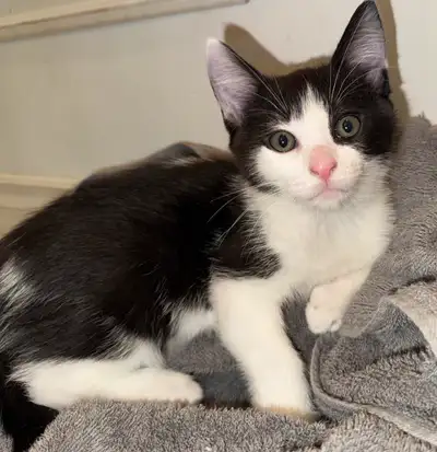 Chaton à vendre, View more