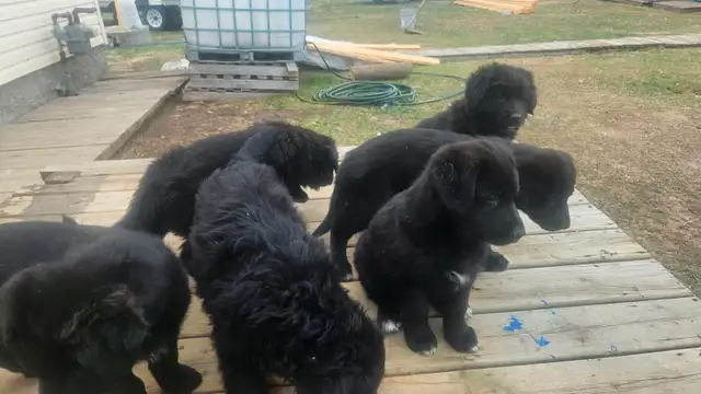 German shepherd puppies in Dogs & Puppies for Rehoming in Edmonton - Image 8