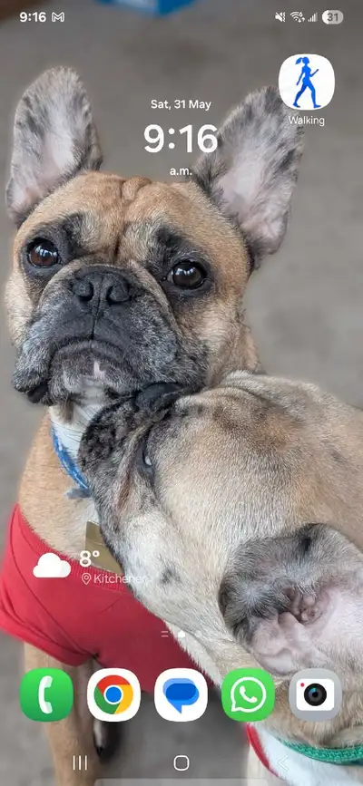 Pending pick up -2 male french bulldogs, View more