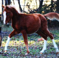 Beautiful 2023 Chestnut Arabian Colt. Patron / Khemo bred.