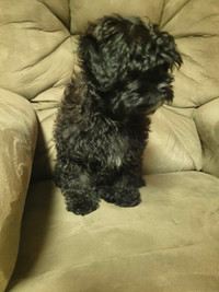Shihpoo puppy only 3 month old 