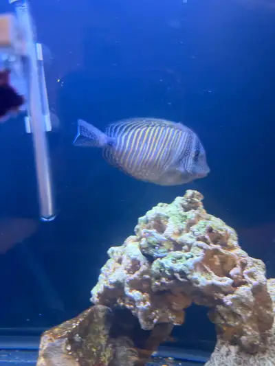 Large Desjardin's Sailfin Tang, View more