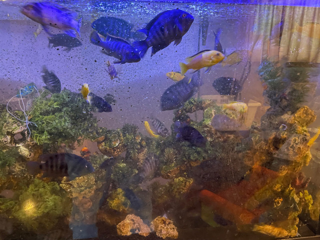  Cichlids $5-$10 in Fish for Rehoming in Windsor Region - Image 2