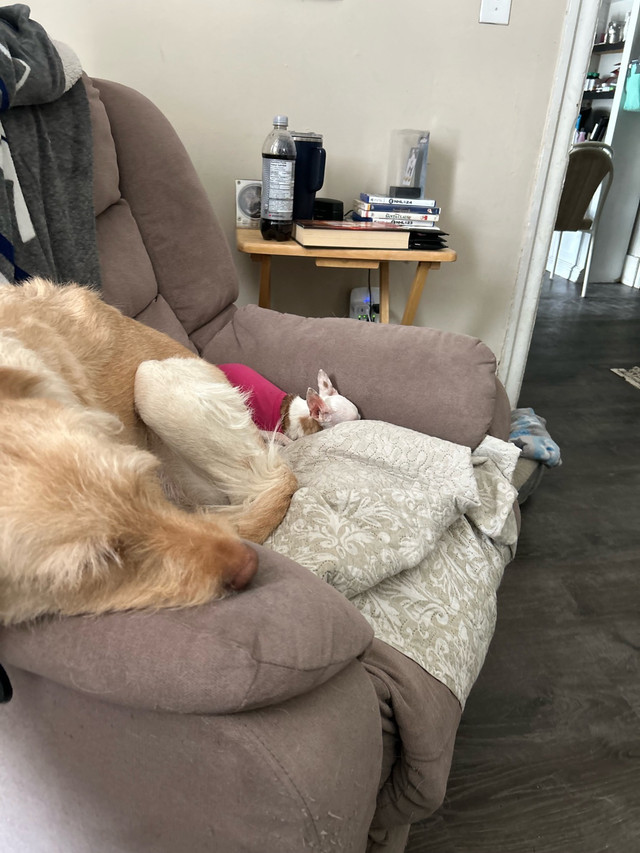 3 year old female labradoodle in Dogs & Puppies for Rehoming in Woodstock - Image 3