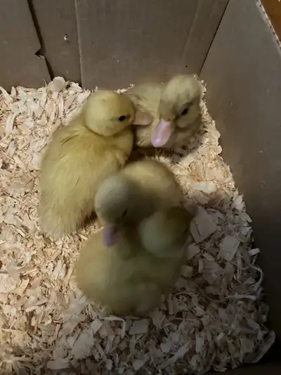 pastel call ducklings, View more