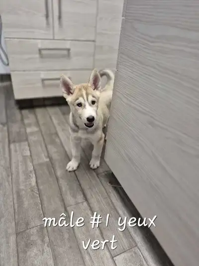 Chiot Husky Sibérien prêt a quitter maintenant, View more