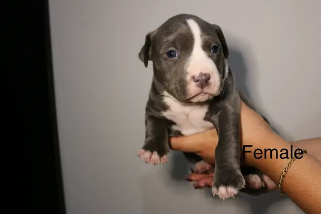 PUPPIES FOR SALE - TORONTO ON in Dogs & Puppies for Rehoming in City of Toronto - Image 8