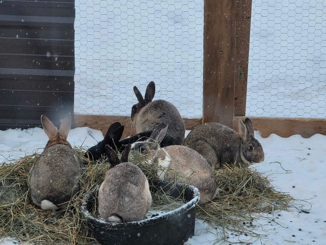Flemish giant/ New Zealand Rabits  in Other Pets for Rehoming in Red Deer