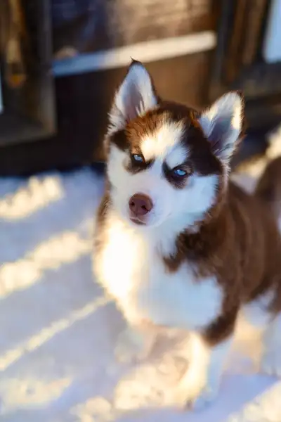 **SOLD!**RARE** Fluffy Red & White Siberian Husky, View more