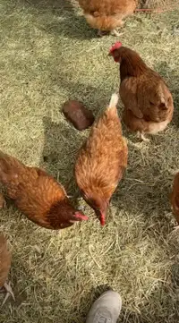 First year laying hens