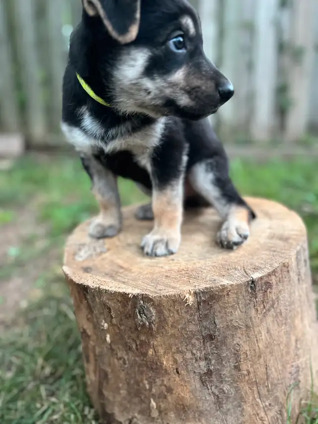 Male Shepsky Puppy in Dogs & Puppies for Rehoming in St. Catharines - Image 6