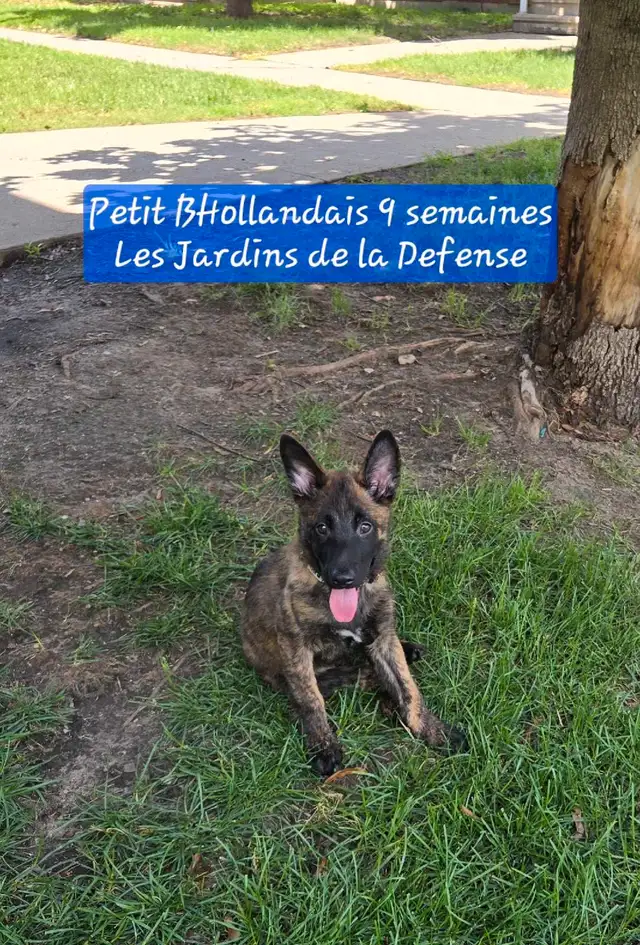 Dutch Shepherd Berger Hollandais Registered in Dogs & Puppies for Rehoming in Laval / North Shore - Image 4