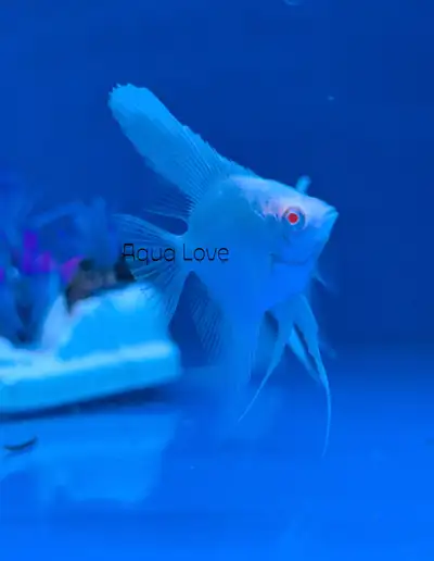 Angelfish, View more