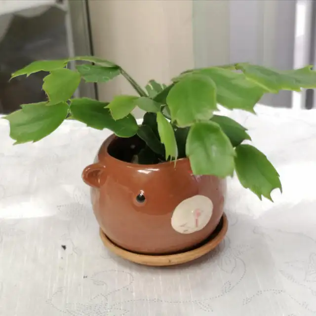 Christmas Cactus with 4" ceramic animal pot in Plants, Fertilizer & Soil in City of Toronto - Image 3