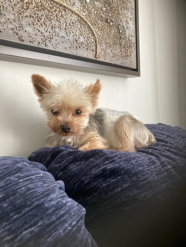 yorkipoo (Yorkshire mixe) in Dogs & Puppies for Rehoming in Drummondville - Image 10