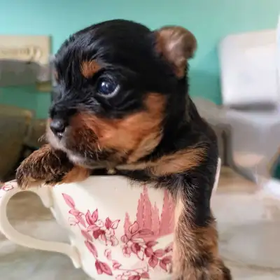Adorable Yorkipoo puppies for sale - Ready May 10th, View more