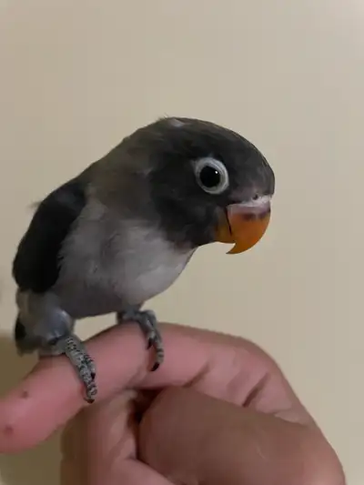 lovebird for trade, View more