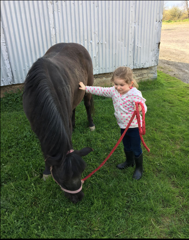 Horseback riding lessons64567882134146122