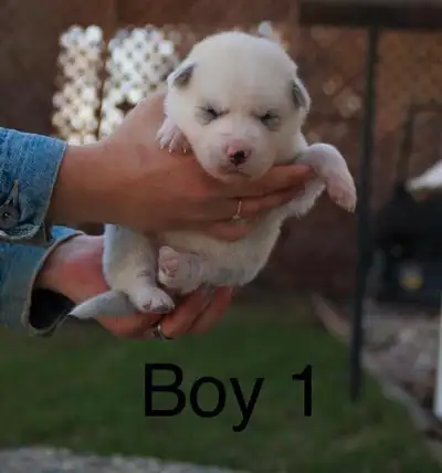 Beautiful healthy Husky cross Great Pyrenees puppies Born : April 12 Ready to go: June 7