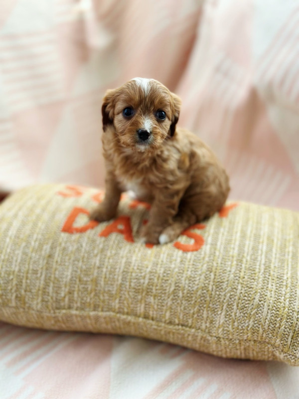 Beautiful Cavapoo Puppies Are Looking For Living Family in Dogs & Puppies for Rehoming in Mississauga / Peel Region - Image 4