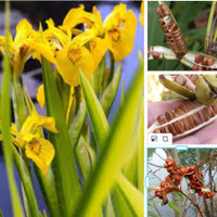 Graines iris des marais. Plantes aquatiques .Dans l'eau où Terre