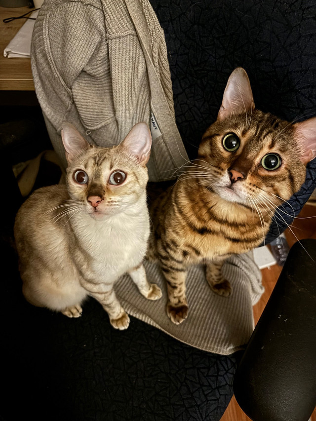 2 Beuatiful Bengals  in Cats & Kittens for Rehoming in Trenton - Image 2