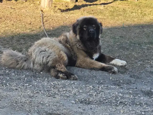 **Caucasian Shepherd Puppies** 100% Purebred in Dogs & Puppies for Rehoming in Winnipeg - Image 10