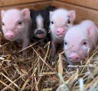 potbelly piglets for adoption 