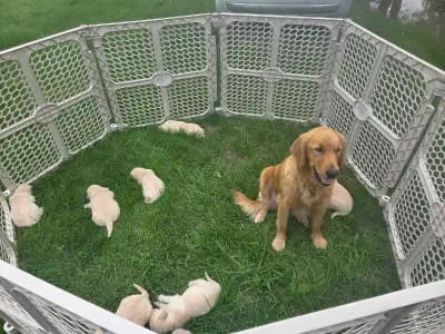 Golden Retreiver Puppies, View more