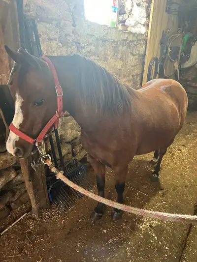 AMHR SHOW MARE, View more