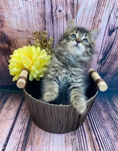 Purebred Maine Coon Kitten Seeks Forever Home, View more