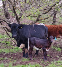 Cow/calf for sale 