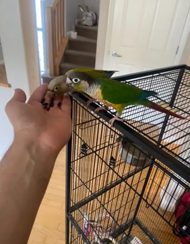Two Conure Parrots - Only $450 in Birds for Rehoming in Calgary - Image 8
