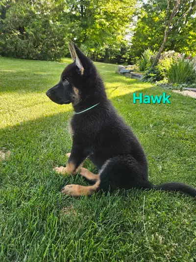 Ready to go!! 9 weeks old Price: 1,500 on a non-breeding contract. Reasonable offers may be accepted...