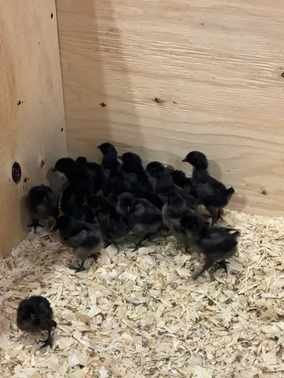 Ayam Cemani Chicks, View more