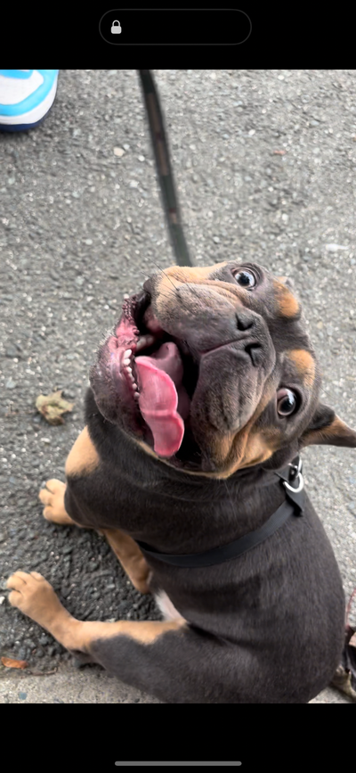 2 year old male french bulldog for rehome, View more