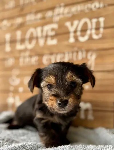 Yorkshire Terrier Puppies (1 Boy Left), View more
