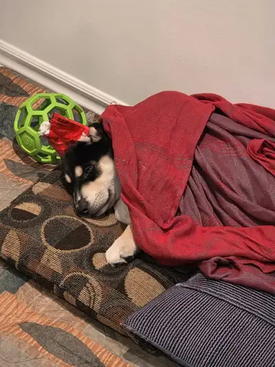 Siberian husky + Sheppard puppy (male), View more