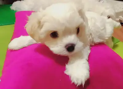 Bichon Teddy Bear Puppy Looking for Love ❤️, View more