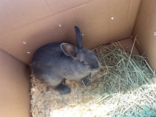 Male Grey rabbit ( blue Netherland dwarf) in Small Animals for Rehoming in Mississauga / Peel Region - Image 4