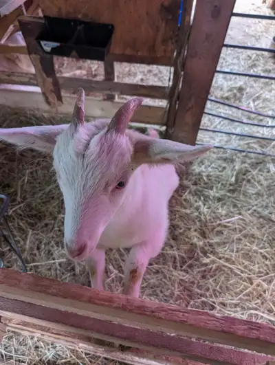 3 month old healthy cute girl Mama it's Toggenburg Father Pygmy Located in Tatamagouche NS