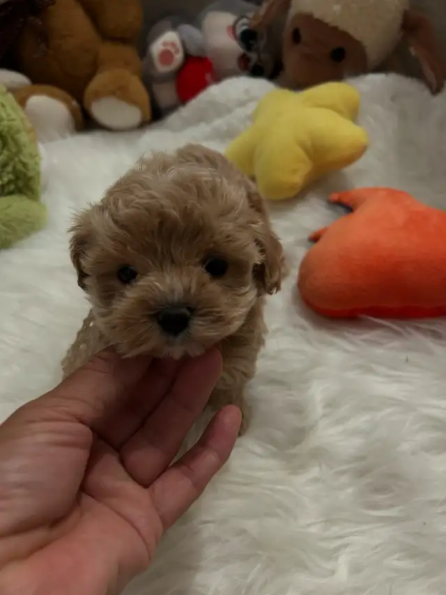 Beautiful tiny maltipoo puppies (poodle/Maltese) in Dogs & Puppies for Rehoming in City of Toronto - Image 8