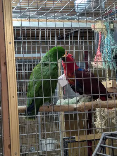 Proven Pair of Eclectus Parrots!, View more