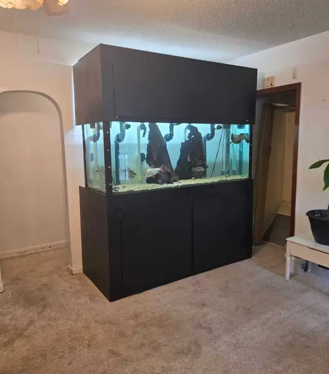 220 Gallon Tank | Fish for Rehoming | Regina | Free local classifieds ...