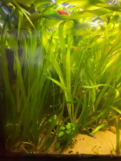 aquarium plants jungle valisneria , View more