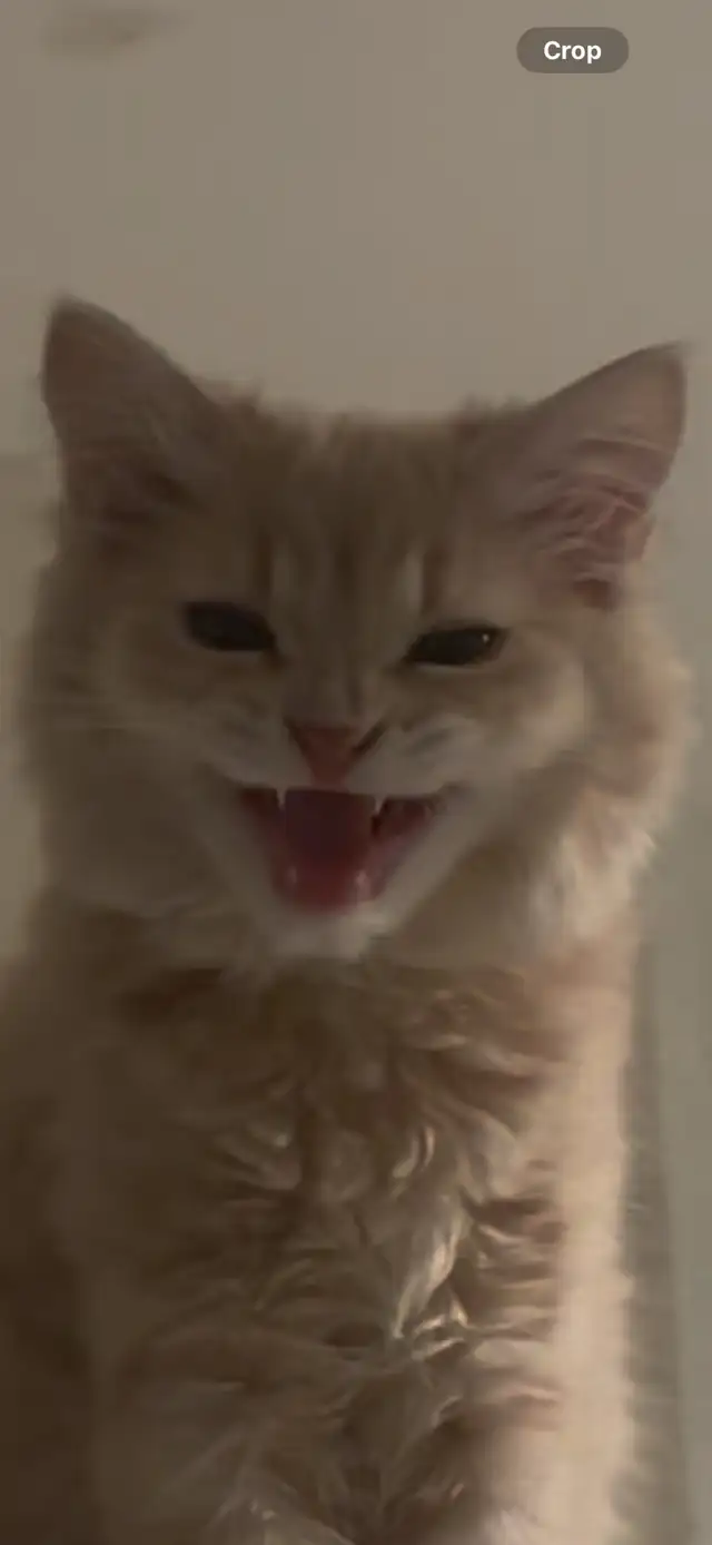 Ragdoll &amp; pure Persian-UPDATED